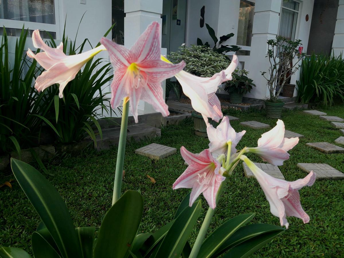 Villa Olga ウナワトゥナ エクステリア 写真